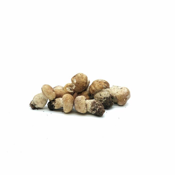 Champignon Cèpe bouchon Extra - env. 250g